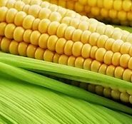 Indian Yellow Maize