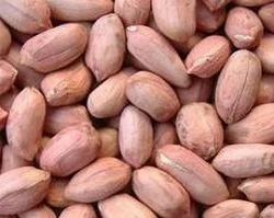 Groundnut Kernels Bold