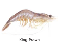 King Prawn