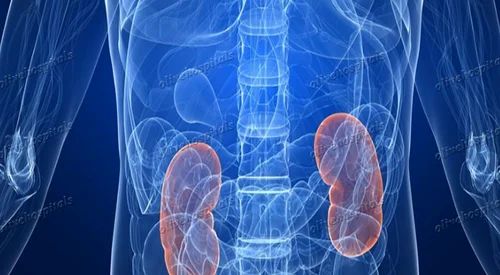 Nephrology Treatment Service