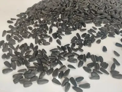 Dried Black Sunflower Seeds, For Confectionery, Packaging Size: 25 Kg