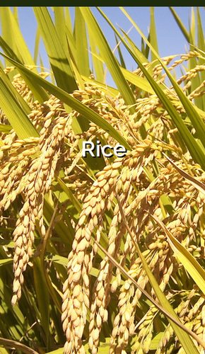 Rice Seeds
