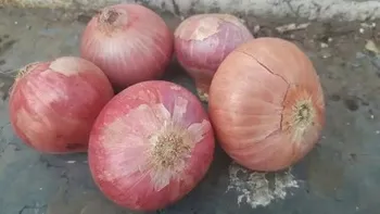 A Grade Maharashtra Onion, Packaging Size: 50 Kg, Onion Size Available: Medium