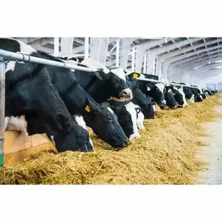 Cattle Feed Supplement