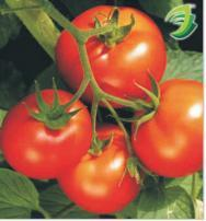 Hybrid Tomato- 5902