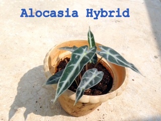 Alocasia Hybrid Plant