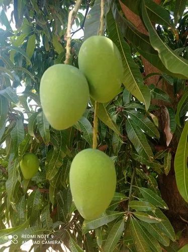 Alphonso Mango Fruit