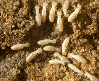 Anti Termite Treatment Control System