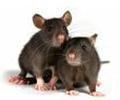 Menace Manager Rodents Control Services