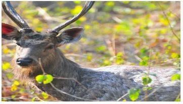 Corbett National Park Tours