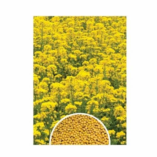 Yellow Research Mustard Seeds Urzza (Yellow)