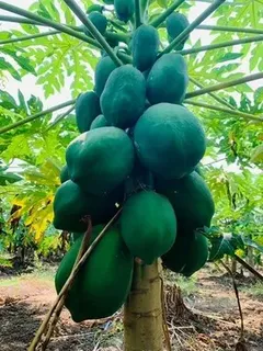 A Grade Fresh Papaya