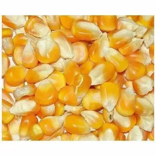 Dried Yellow Maize, Bellow 14%, Packaging Size: 60 kg