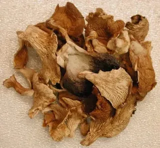 Dry Mushroom