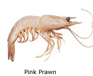 Pink Prawn