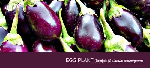 Egg Plant