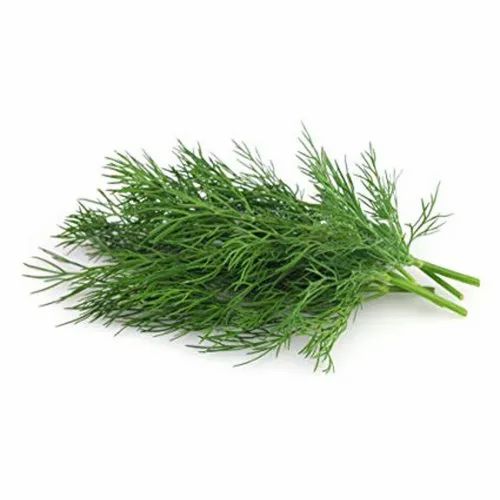 A Grade Green Fresh Dill 5 Kg, Packaging Type: Carton