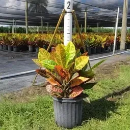 Ornamental Variegated Petra Croton Plant, For Semi Shade