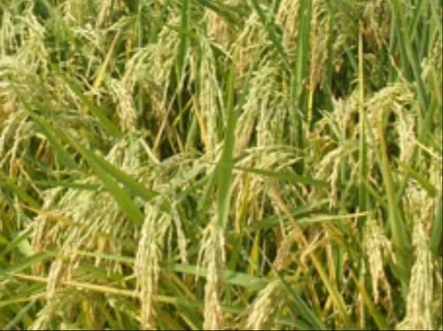 Ankur 7042 Rice Hybrid Paddy