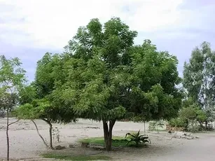 HNS Natural Neem For Garden