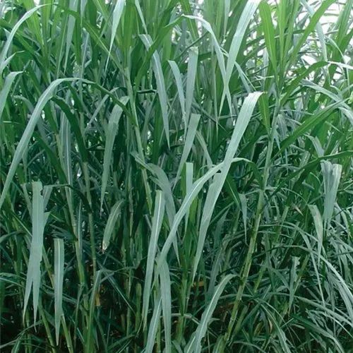 Sweet Sudan Grass Forage Seed, Packaging Size: 1 Kg