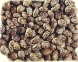 Castor Seeds