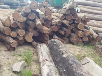 Timber Logs