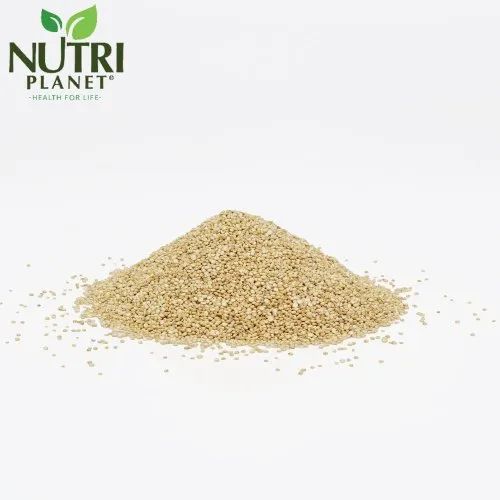 Indian Quinoa White Seeds, Packaging Size: 25 Kg, High in Protein