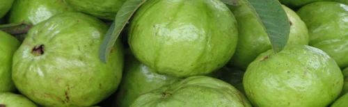 Guava Pulp- Aseptic