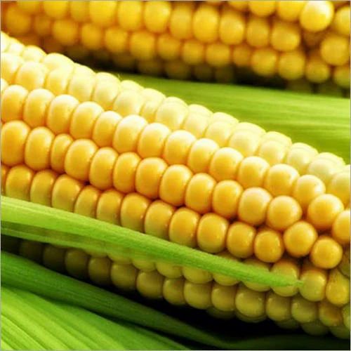 Switcorn Maize