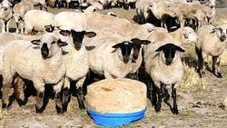 Sheep Feed Supplement