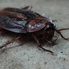 Cockroach