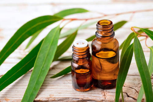 Eucalyptus Oil