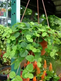 Pilea Muscosa