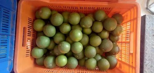 Rajasthan Organic Maushambi, Pesticide Free  (for Raw Products)