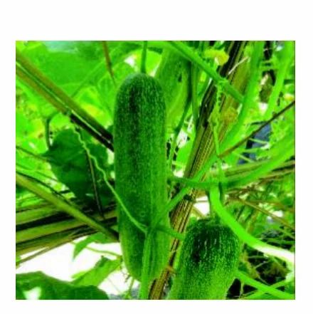 Cucumber Anmol