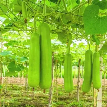 Bottle Gourd Summer Special Seeds