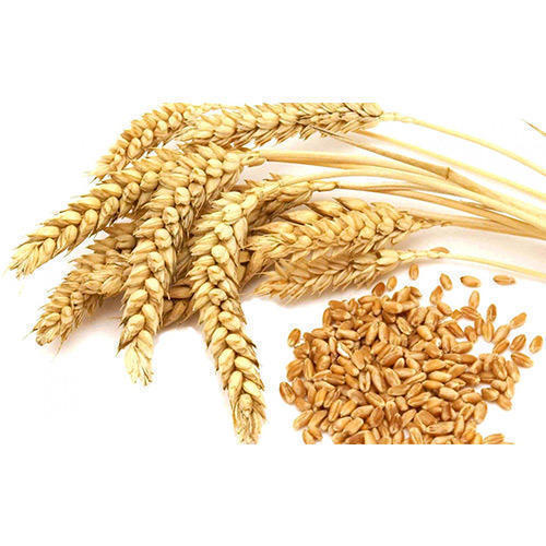 Organic Whole Wheat Seed