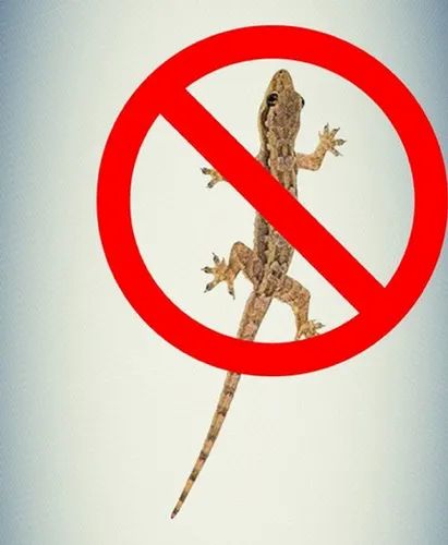 Lizard  Pest Control Service