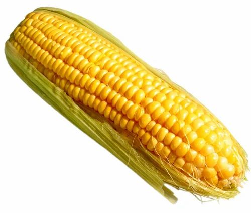 Yellow Corn