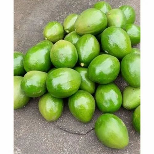 A Grade Indian Avocado, Packaging Size: 5 Kg