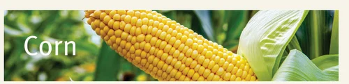 Corn Hybrids