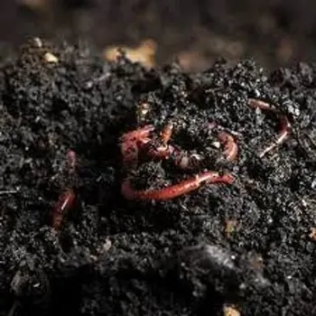 50 Kg Bag Granules Vermicompost