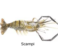 Scampi