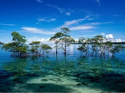 Andaman And Nicobar Islands Tour Package Service