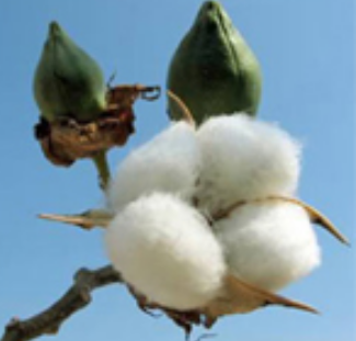 Shanker Cotton