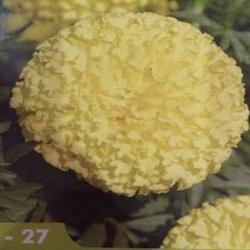27 Marigold Flower Seeds