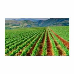 Agricultural Development Services