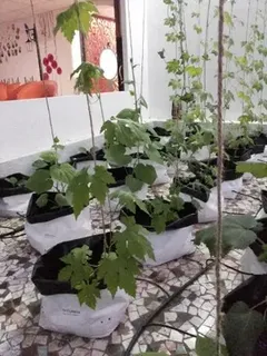 Hydrophonic System Natural Soil-less (Hydroponics) Rooftop Gardening Service, For Plant Industry, Maharashtra