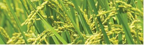 Rice Food Crop Seed